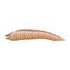 Roman Moray Eel