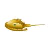 Golden Horseshoe Crab