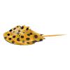 Spotted Horsehoe Crab