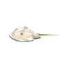 Wedding Horseshoe Crab