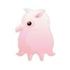 Premium Albino Dumbo Octopus