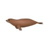 Patagonian Sea Lion