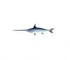 Swordfish