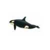 Baby Orca Whale