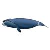 Marine Life