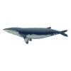 Dwarf Minke Whale