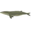 Fin Whale