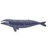 Gray Whale