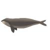 South Right Whale
