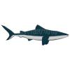 Whale Shark