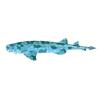 Aqua Wobbegong