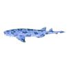 Blue Wobbegong