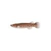 Mangrove Rivulus