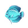 Aqua Discus