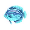 Aqua Fusion Angelfish