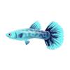 Aqua Guppy