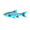 Aqua Rasbora