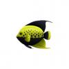 Bicolor Angelfish