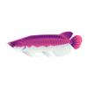 Bicolor Arowana