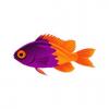 Bicolor Chromis