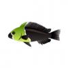 Bicolor Cichlid