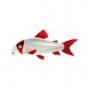 Bicolor Corydoras
