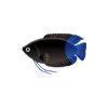 Bicolor Gourami