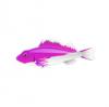 Bicolor Hawkfish