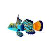 Blue Mandarin