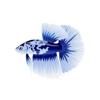 Blue Marble Betta