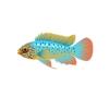 Blue Steel Apisto