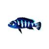 Demasoni Cichlid