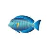 Doctorfish