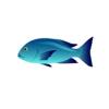 Midnight Snapper