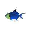 Redtoothed Triggerfish