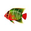 Festive Angelfish