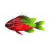 Festive Chromis