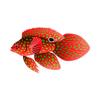 Festive Marine Betta