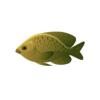 Dusky Damselfish