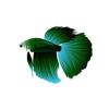Emerald Betta