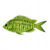 Green Chromis