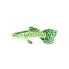 Green Fancy Guppy