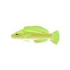 Green Wrasse