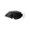 Black Leopard Wrasse