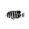 Buttikoferi Cichlid