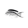 Lamarcks Angelfish