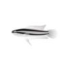 Licorice Gourami