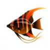 OaB Angelfish