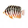 OaB Barred Angelfish