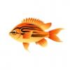 OaB Chromis